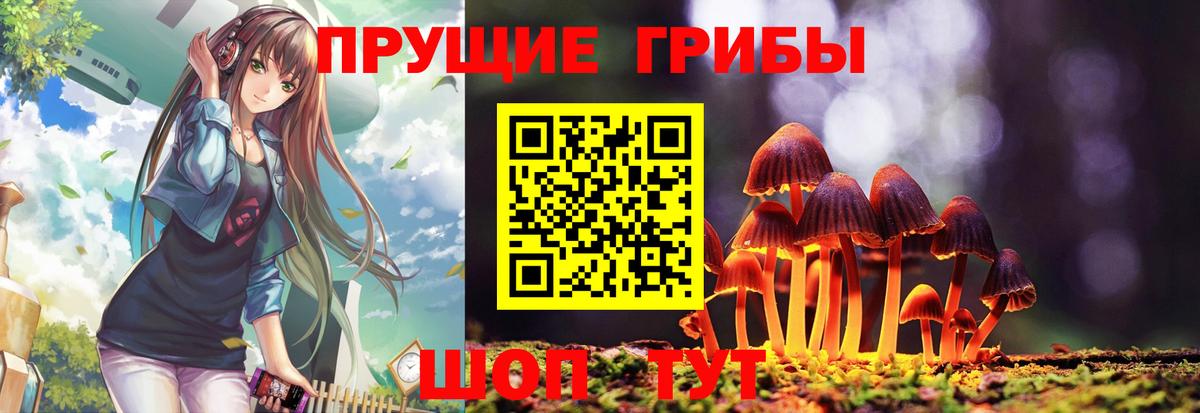 где продают   Псилоцибиновые грибы GOLDEN TEACHER  Вход с VPN  Тара 